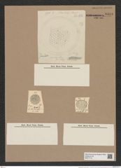 Stephanopyxis (diversae spceis...?) (de-Toni-Nr.: Genus 187) Zeichnungen Sammlung Grunow Nr. 8313 (NHMW-BOT-W0377713)